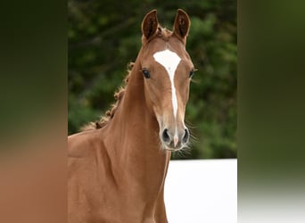 Cheval de sport allemand, Étalon, Poulain (03/2025), Alezan