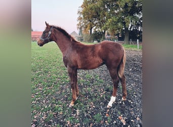 Cheval de sport allemand, Étalon, Poulain (05/2025), Alezan