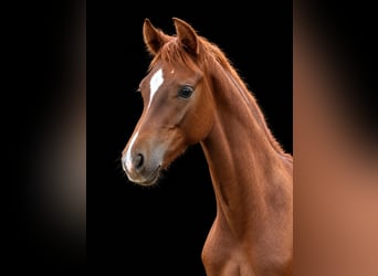 Cheval de sport allemand, Étalon, Poulain (04/2026), Aubère