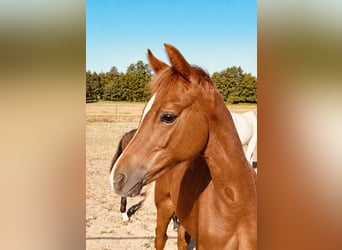 Cheval de sport allemand, Étalon, Poulain (04/2026), Aubère