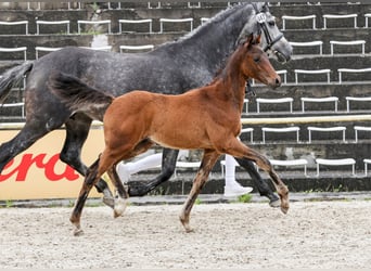 Cheval de sport allemand, Étalon, Poulain (03/2024), Bai brun