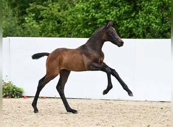 Cheval de sport allemand, Étalon, Poulain (05/2024), Bai brun