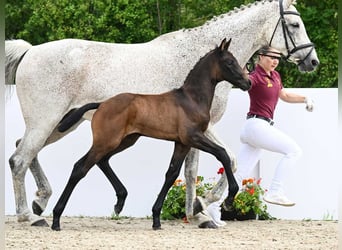 Cheval de sport allemand, Étalon, Poulain (05/2024), Bai brun