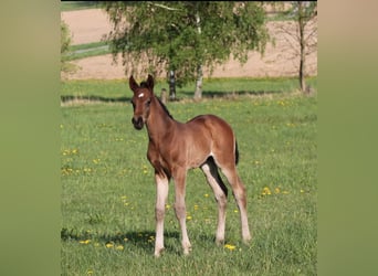 Cheval de sport allemand, Étalon, Poulain (04/2024), Bai brun