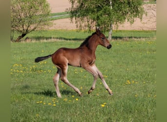 Cheval de sport allemand, Étalon, Poulain (04/2024), Bai brun