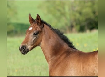 Cheval de sport allemand, Étalon, Poulain (04/2024), Bai brun