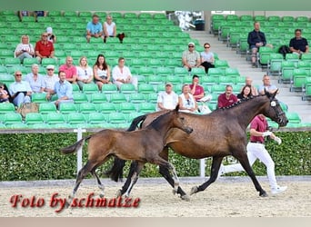 Cheval de sport allemand, Étalon, Poulain (04/2024), Bai brun