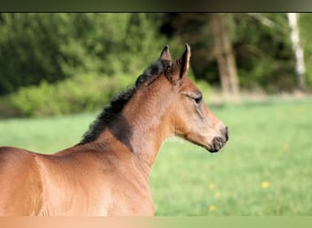 Cheval de sport allemand, Étalon, Poulain (04/2024), Bai brun