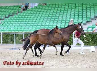 Cheval de sport allemand, Étalon, Poulain (04/2024), Bai brun