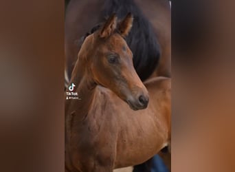 Cheval de sport allemand, Étalon, Poulain (05/2024), Bai brun