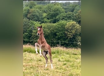 Cheval de sport allemand, Étalon, Poulain (04/2024), Bai brun