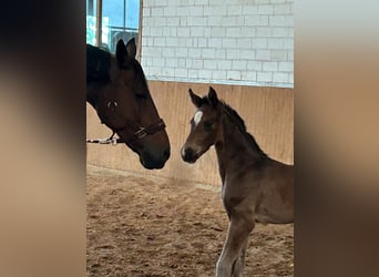 Cheval de sport allemand, Étalon, Poulain (04/2024), Bai brun