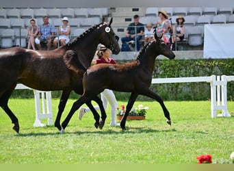 Cheval de sport allemand, Étalon, Poulain (04/2024), Bai brun