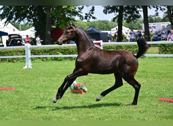 Cheval de sport allemand, Étalon, Poulain (04/2024), Bai brun