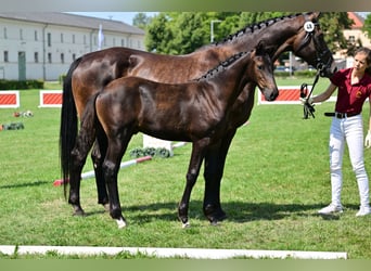 Cheval de sport allemand, Étalon, Poulain (04/2024), Bai brun