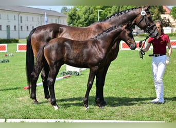 Cheval de sport allemand, Étalon, Poulain (04/2024), Bai brun