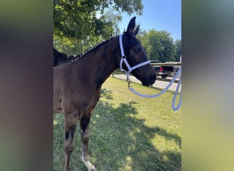 Cheval de sport allemand, Étalon, Poulain (04/2026), Bai brun