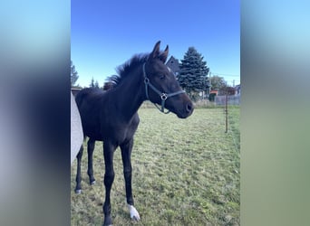 Cheval de sport allemand, Étalon, Poulain (04/2026), Bai brun
