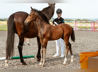 Cheval de sport allemand, Étalon, Poulain (04/2026), Bai brun