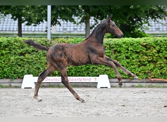 Cheval de sport allemand, Étalon, Poulain (04/2023), Bai brun