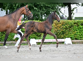 Cheval de sport allemand, Étalon, Poulain (04/2023), Bai brun