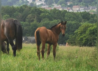 Cheval de sport allemand, Étalon, Poulain (03/2024), Bai brun