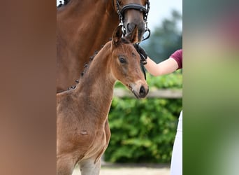 Cheval de sport allemand, Étalon, Poulain (05/2025), Bai brun