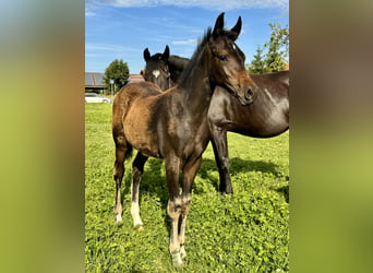 Cheval de sport allemand, Étalon, Poulain (04/2024), Bai brun foncé