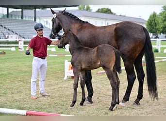 Cheval de sport allemand, Étalon, Poulain (05/2026), Bai brun foncé
