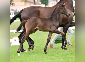 Cheval de sport allemand, Étalon, Poulain (05/2026), Bai brun foncé