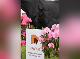 Cheval de sport allemand, Étalon, Poulain (05/2026), Bai brun foncé