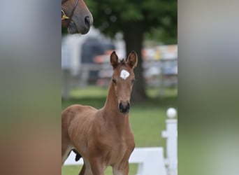 Cheval de sport allemand, Étalon, Poulain (05/2026), Bai