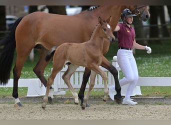 Cheval de sport allemand, Étalon, Poulain (05/2026), Bai