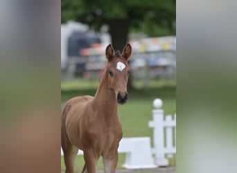 Cheval de sport allemand, Étalon, Poulain (05/2026), Bai