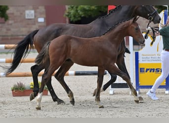 Cheval de sport allemand, Étalon, Poulain (05/2023), Bai