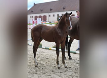 Cheval de sport allemand, Étalon, Poulain (05/2023), Bai