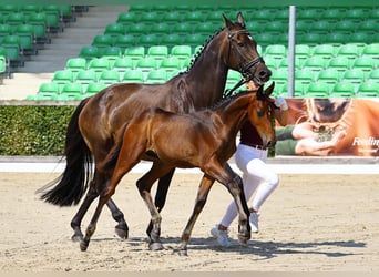 Cheval de sport allemand, Étalon, Poulain (04/2023), Bai