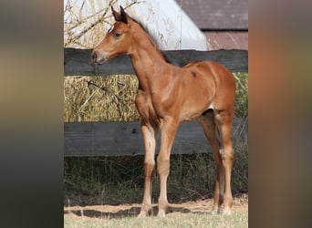 Cheval de sport allemand, Étalon, Poulain (05/2026), Bai
