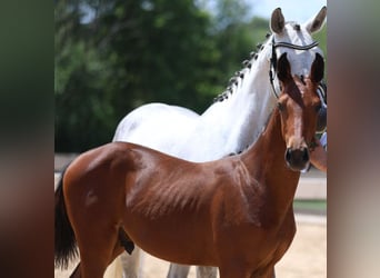 Cheval de sport allemand, Étalon, Poulain (02/2025), Bai