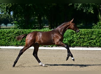 Cheval de sport allemand, Étalon, Poulain (04/2024), Bai