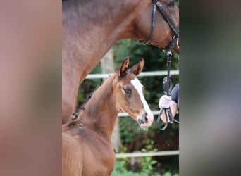 Cheval de sport allemand, Étalon, Poulain (07/2024), Bai