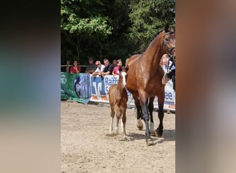 Cheval de sport allemand, Étalon, Poulain (07/2024), Bai