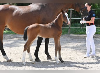 Cheval de sport allemand, Étalon, Poulain (07/2024), Bai