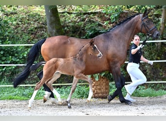 Cheval de sport allemand, Étalon, Poulain (07/2024), Bai