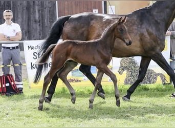 Cheval de sport allemand, Étalon, Poulain (05/2024), Bai