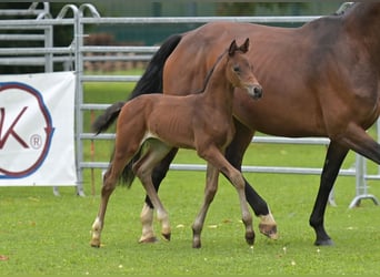 Cheval de sport allemand, Étalon, Poulain (06/2024), Bai