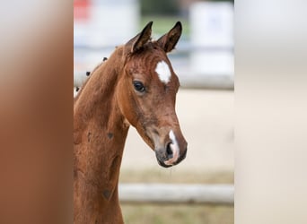 Cheval de sport allemand, Étalon, Poulain (05/2025), Bai