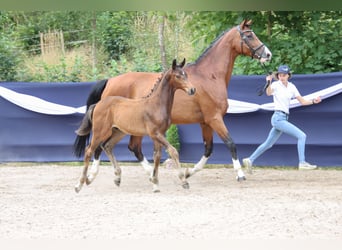 Cheval de sport allemand, Étalon, Poulain (04/2026), Bai