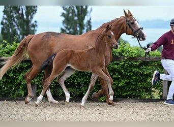 Cheval de sport allemand, Étalon, Poulain (04/2026), Bai