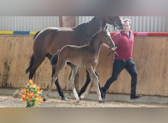 Cheval de sport allemand, Étalon, Poulain (05/2023), Bai